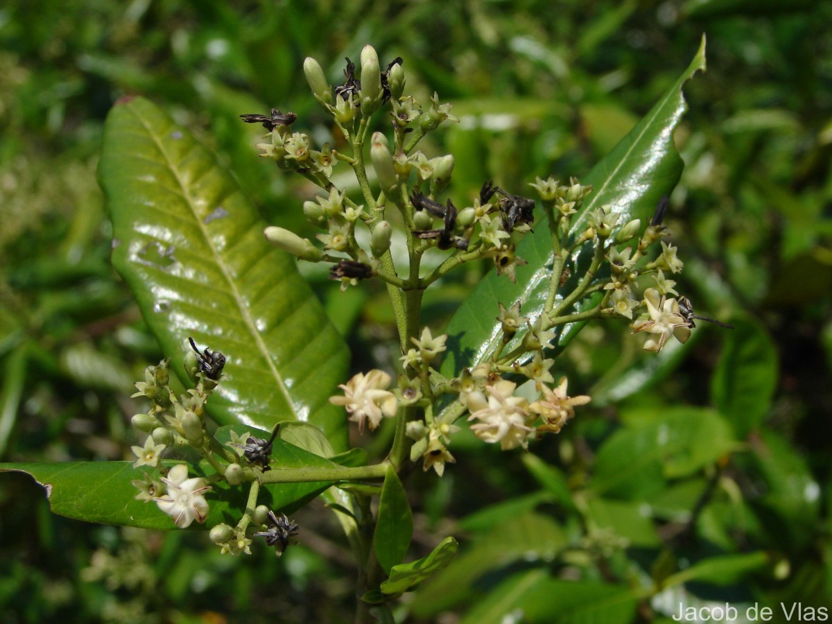 Tarenna asiatica (L.) Kuntze ex K.Schum.